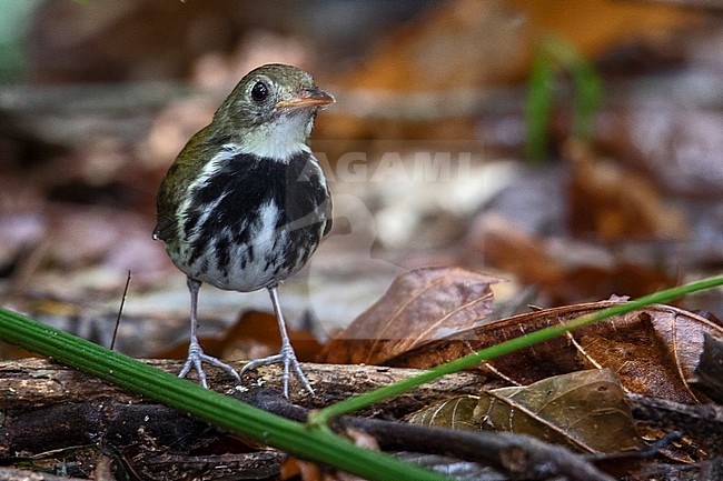 Southern Antpipit at REGUA, Cachoeiras de Macacu, RJ, Brazil stock-image by Agami/Tom Friedel,