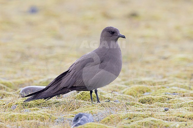 Parasitic Jaeger (Stercorarius parasiticus), dark morph adult standing on the ground under the rain stock-image by Agami/Saverio Gatto,