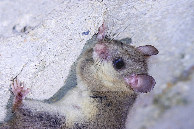 Fat Dormouse (Glis glis) taken the 13/09/2022 at Limans - France. stock-image by Agami/Nicolas Bastide,