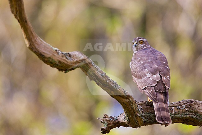 Vrouwtje Sperwer zittend op tak, Eurasian Sparrowhawk female perched on a branch stock-image by Agami/Menno van Duijn,