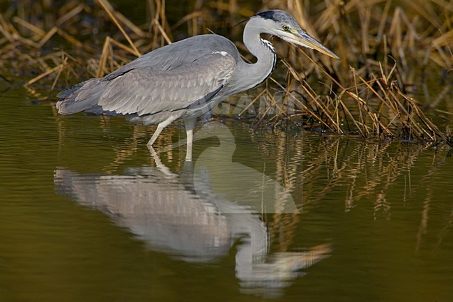 Blauwe Reiger foeragerend; Grey Heron foraging stock-image by Agami/Daniele Occhiato,