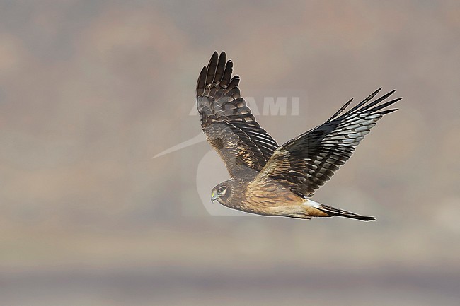 Immature Northern Harrier (Circus hudsonius) in flight
Riverside Co., California
January 2016 stock-image by Agami/Brian E Small,