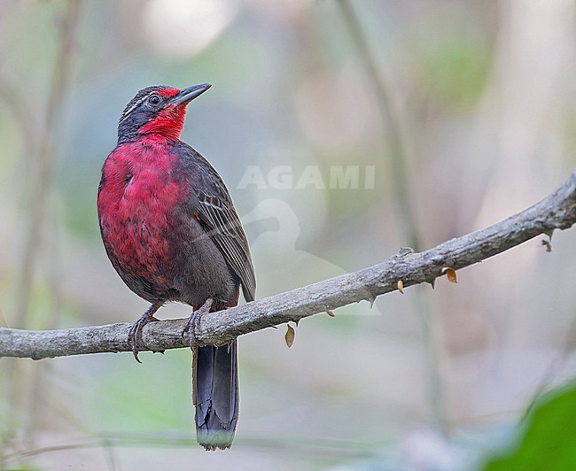 Rosy Thrush-Tanager, Rhodinocichla rosea, in Western Mexico. stock-image by Agami/Pete Morris,