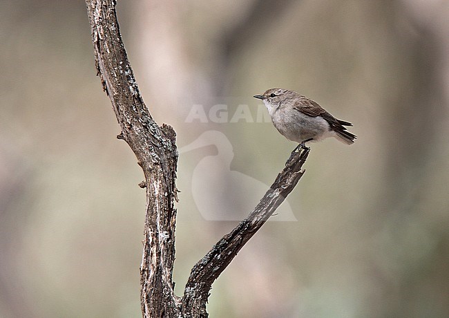  stock-image by Agami/Andy & Gill Swash ,