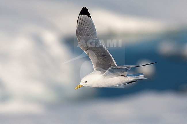 Black-legged Kittiwake (Rissa tridactyla) on Svalbard in arctic Norway. Adult in flight in front of frozen northern arctic ocean. stock-image by Agami/Marc Guyt,