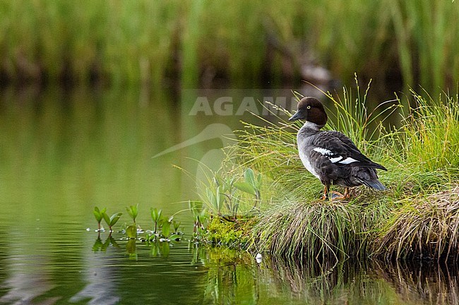 A common goldeneye, Bucephala clangula, Kuhmo, Finland. Finland. stock-image by Agami/Sergio Pitamitz,