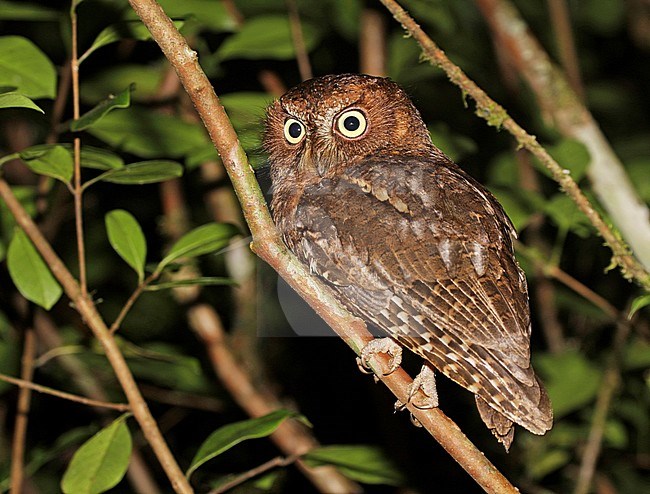 Rainforest scops owl (Otus rutilus), also known as the Malagasy scops owl or Madagascar scops owl. Perched on a branch in the forest during the night stock-image by Agami/Pete Morris,