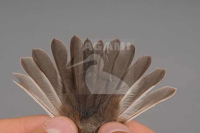 First-winter female European Pied Flycatcher (Ficedula hypoleuca) caught at the Ottenby Bird Observatory ringing station situated at the southern point of the Baltic island Öland in south-east Sweden. Showing its tail. stock-image by Agami/Magnus Hellström,