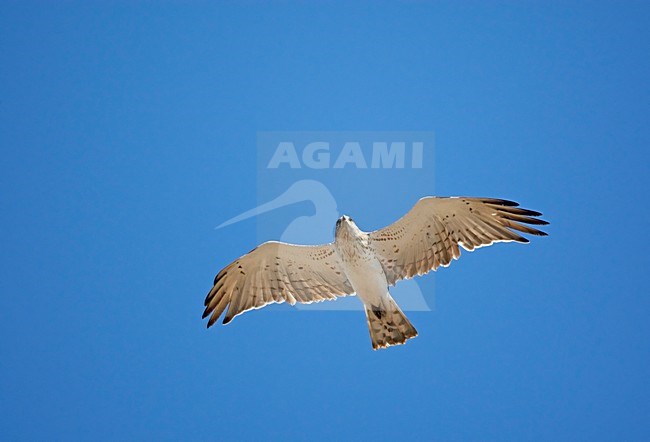 Slangenarend in de vlucht; Short-toed Eagle in flight stock-image by Agami/Markus Varesvuo,
