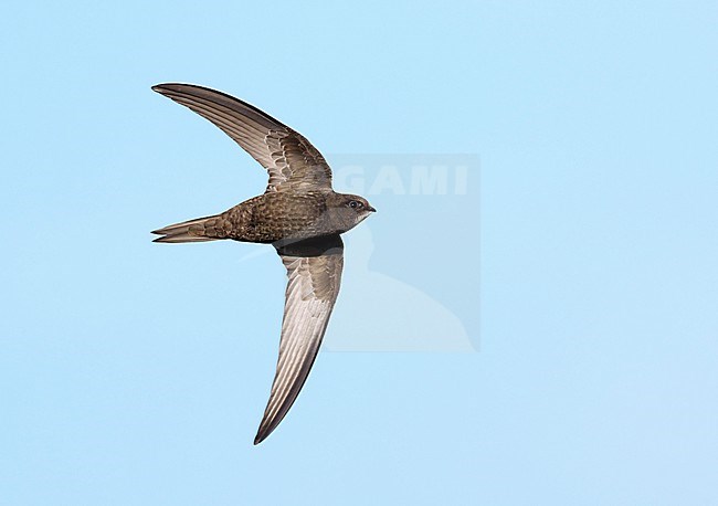 Adult Common Swift (Apus apus) on migration flying against a blue sky showing underside and wings fully spread stock-image by Agami/Ran Schols,