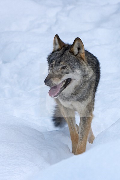 Wolf in de winter; Grey Wolf in the winter stock-image by Agami/Jari Peltomäki,