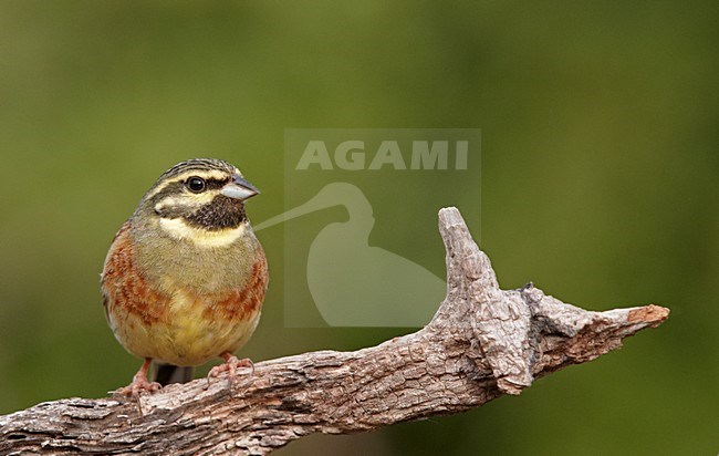 Volwassen mannetje Cirlgors, Adult male Cirl Bunting stock-image by Agami/Markus Varesvuo,