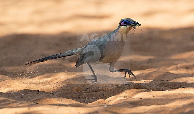 Rencoua rennend over de bosbodem van Spiny Forest; Running Coua (Coua cursor) running over dry forest ground. stock-image by Agami/Marc Guyt,