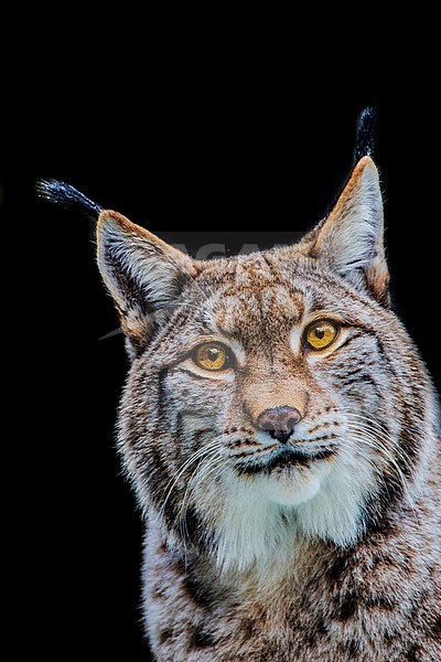 Lynx, Eurasian Lynx stock-image by Agami/Wil Leurs,