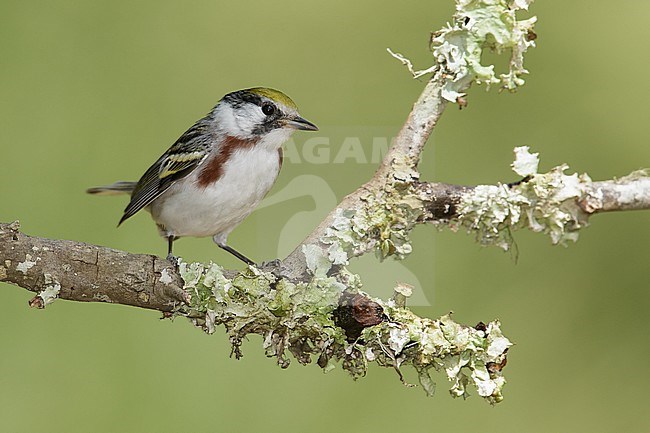 Vrouwtje Roestflankzanger, Female Chestnut-sided Warbler stock-image by Agami/Brian E Small,