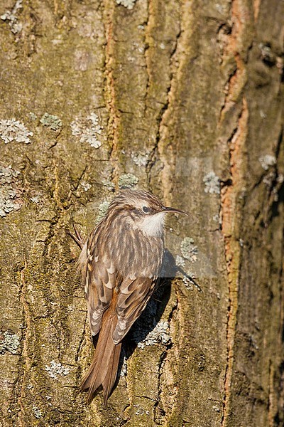 Short-toed Treecreeper - Gartenbaumläufer - Certhia brachydactyla ssp. brachydactyla, Germany stock-image by Agami/Ralph Martin,