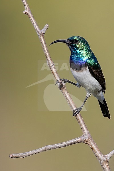 Male White-breasted Sunbird (Cinnyris talatala) perched on a branch in Angola. stock-image by Agami/Dubi Shapiro,