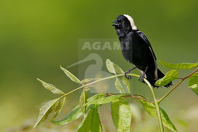 Adult male
Hartford Co., CT
June 2006 stock-image by Agami/Brian E Small,