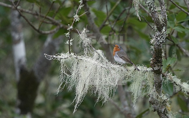 Canary Islands Robin (Erithacus rubecula superbus) perched on a lichen covered branch at Tenerife, Canary Islands, Spain stock-image by Agami/Helge Sorensen,