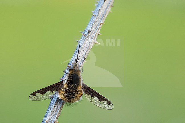 Bombylius major - Large bee-fly - Große Wollschweber, Germany (Baden-Württemberg), imago, female stock-image by Agami/Ralph Martin,