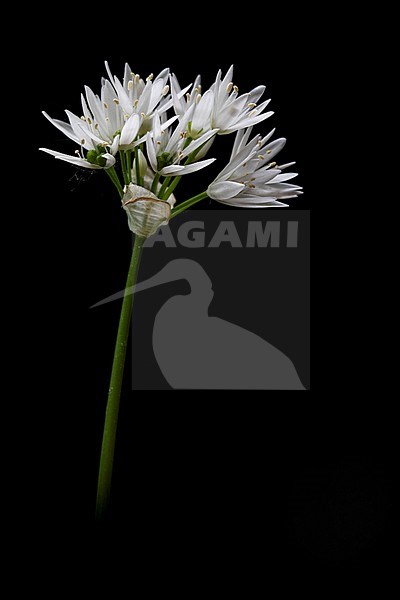 Ramsons, Bear's Garlic stock-image by Agami/Wil Leurs,