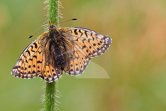 Herdersparelmoervlinder / Shepherd's Fritillary (Boloria pales) stock-image by Agami/Wil Leurs,