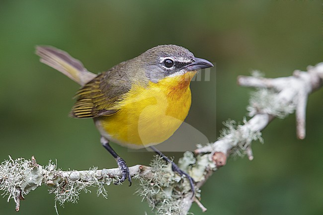 Adult 
Galveston Co., TX
April 2013 stock-image by Agami/Brian E Small,