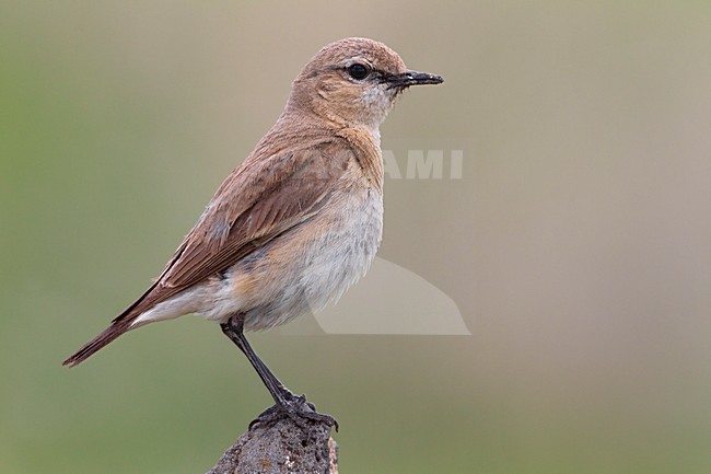 Izabeltapuit in zit; Isabelline Wheatear perched stock-image by Agami/Daniele Occhiato,