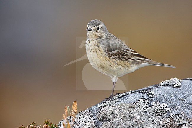 Adult American Buff-bellied Pipit (Anthus rubescens rubescens) perched on a rock in the arctic tundra of  
Churchill, Manitoba, Canada. stock-image by Agami/Brian E Small,
