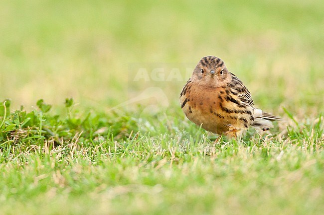 Adult Red-throated Pipit (Anthus cervinus) during spring migration in Eilat, Israel stock-image by Agami/Marc Guyt,