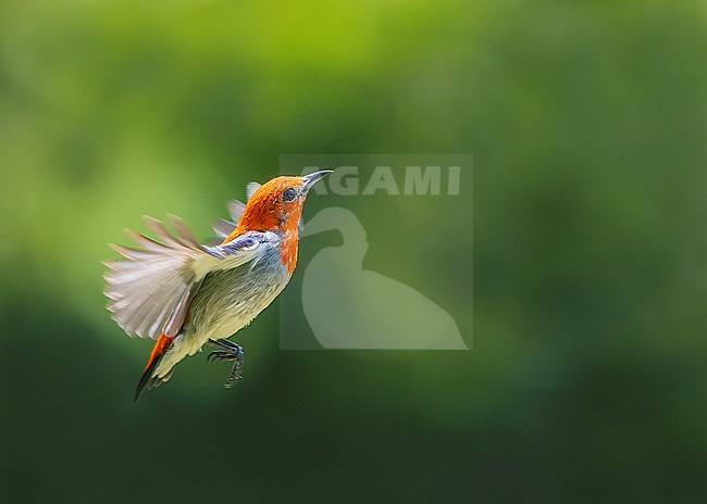 Male Scarlet-headed Flowerpecker (Dicaeum trochileum) in flight, looking upwards. stock-image by Agami/Lennart Verheuvel,