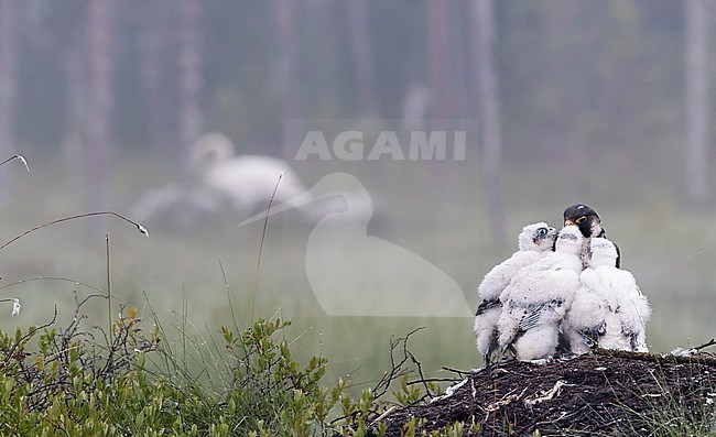 Peregrine (Falco peregrinus) Vaala Finland June 2016 stock-image by Agami/Markus Varesvuo,