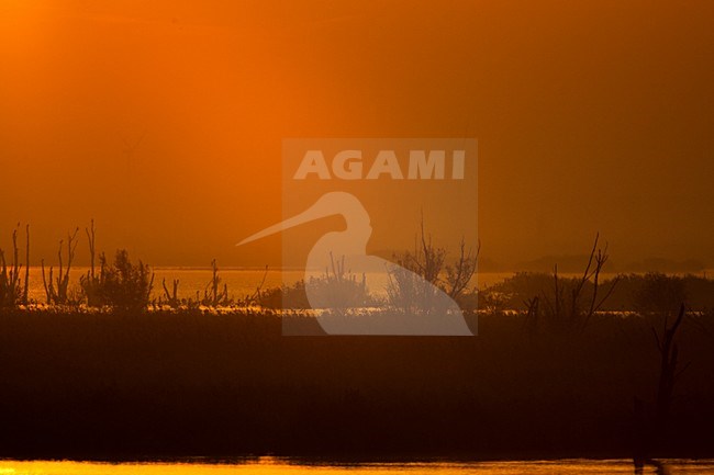 Zonsopkomst in de Oostvaardersplassen; Sunrise at Oostvaardersplassen stock-image by Agami/Menno van Duijn,