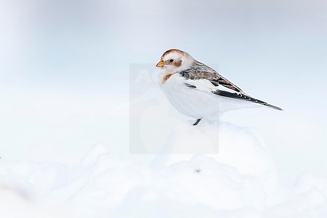  stock-image by Agami/Marcel Burkhardt,