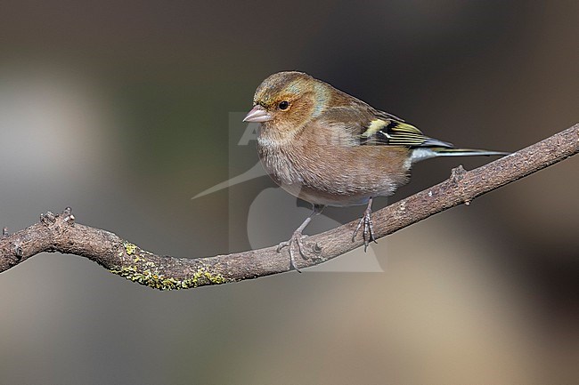 Adult male Common Chaffinch (Fringilla coelebs) perched on a rock in Florence, Tuscany, Italiy. stock-image by Agami/Vincent Legrand,