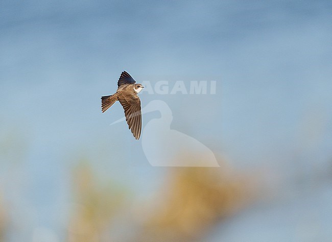 Adult Sand Martin (Riparia riparia) flying above the River Maas showing upperside stock-image by Agami/Ran Schols,