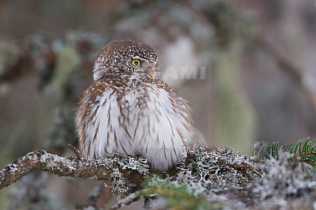 Eurasian Pygmy-Owl - Sperlingskauz - (Glaucidium passerinum ssp. passerinum, Austria, adult stock-image by Agami/Ralph Martin,