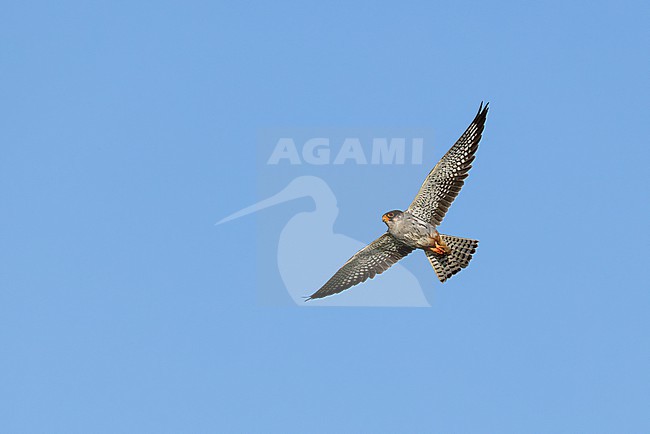  stock-image by Agami/Mathias Putze,