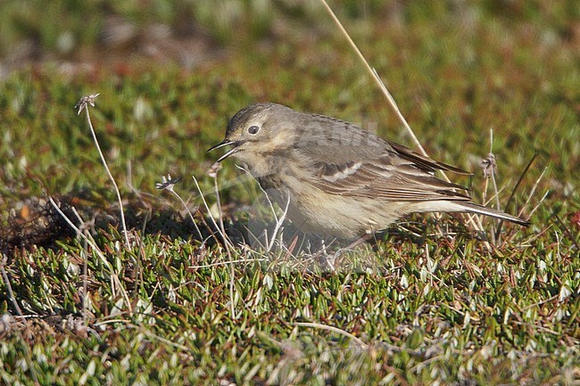 American Pipit (Anthus rubescens) perched on the ground in Churchill, Manitoba, Canada. stock-image by Agami/Glenn Bartley,