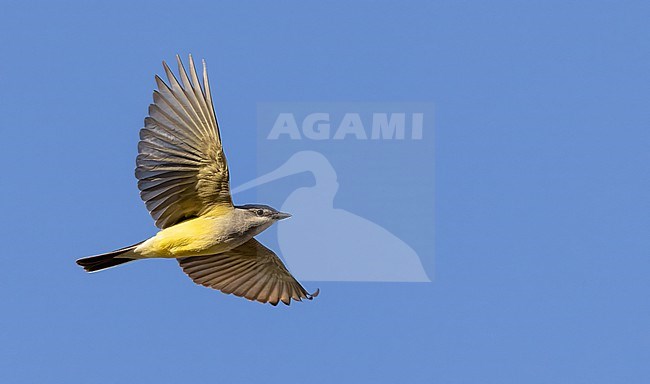 Western kingbird (Tyrannus verticalis) during spring mirgation in western USA. stock-image by Agami/Ian Davies,