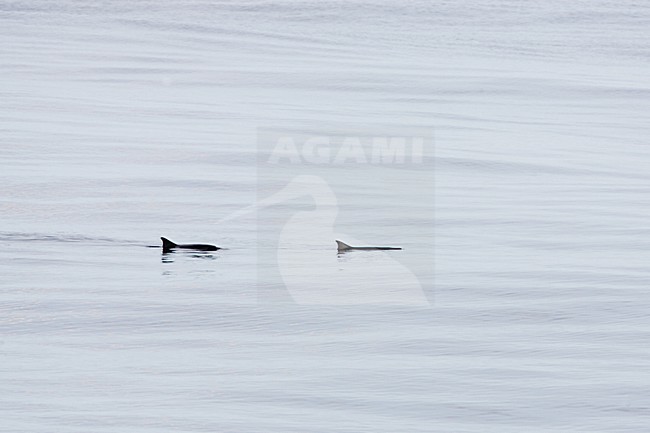 Kleinste potvis, Dwarf sperm whale stock-image by Agami/Menno van Duijn,