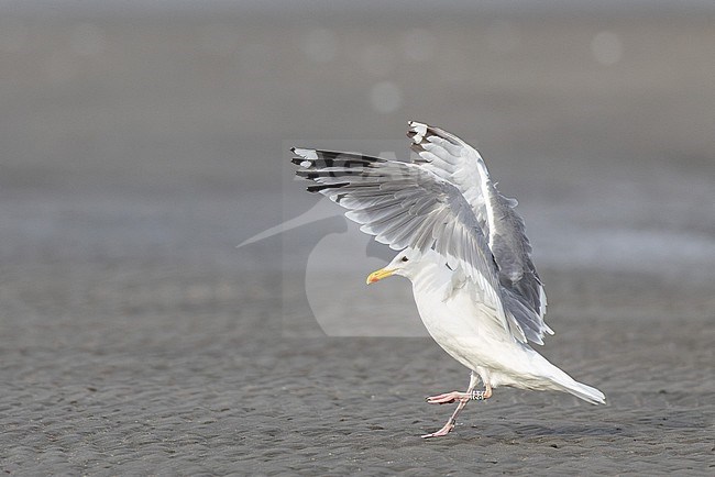 Adult Vega Gull (Larus vegae) in Japan. stock-image by Agami/Yann Muzika,