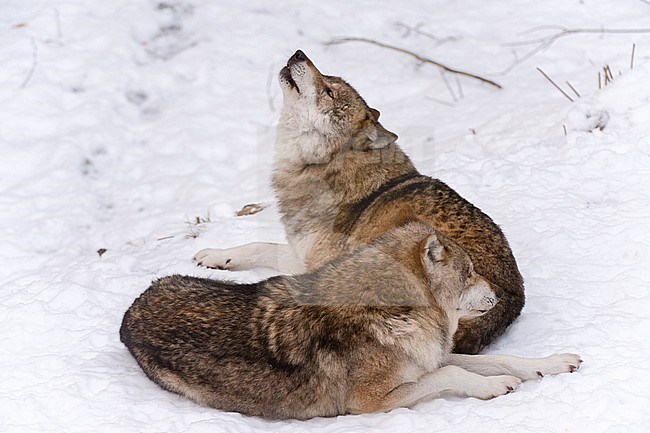 Two Gray wolves, Canis lupus, howling in Bavarian Forest National Park. Germany. stock-image by Agami/Sergio Pitamitz,