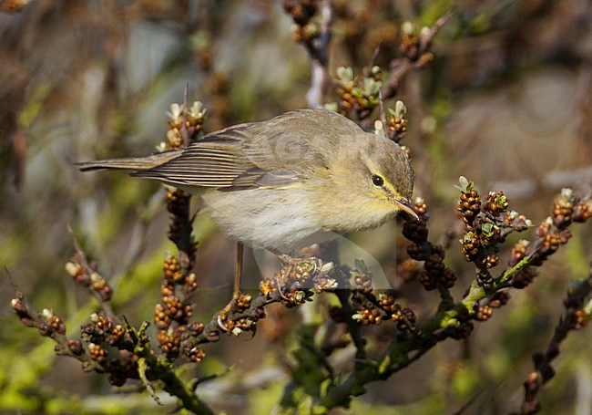 Fitis; Willow Warbler stock-image by Agami/Arnold Meijer,