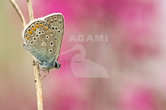 Icarusblauwtje in roze achtergrond, Common Blue with pink background stock-image by Agami/Rob de Jong,