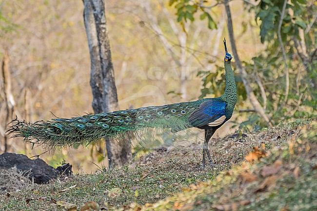 Beautiful male Green Peafowl, Pavo muticus, in Thailand. stock-image by Agami/Pete Morris,