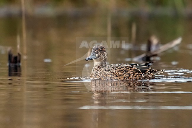 Female Baikal Teal (Sibirionetta formosa) swiming on a pond in Lille, Antwerp, Belgium. stock-image by Agami/Vincent Legrand,