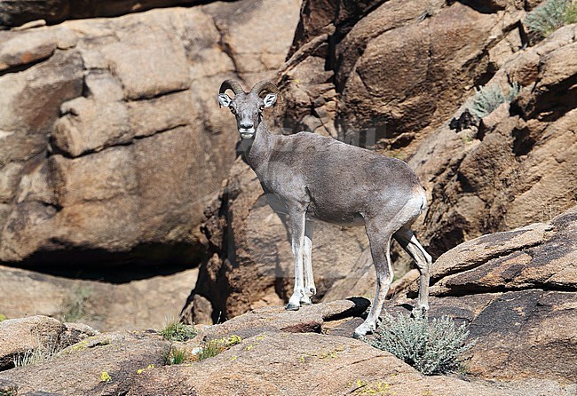 Argali Sheep (Ovis ammon) at Ikh Nart Nature Reserve in Mongolia. stock-image by Agami/Aurélien Audevard,