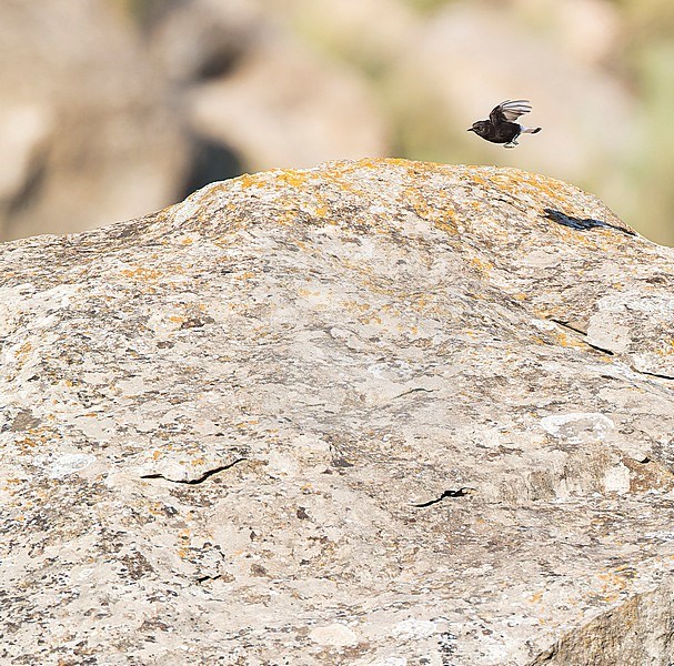 Adult Black Wheatear, Oenanthe leucura, in summer in Spain. stock-image by Agami/Marc Guyt,