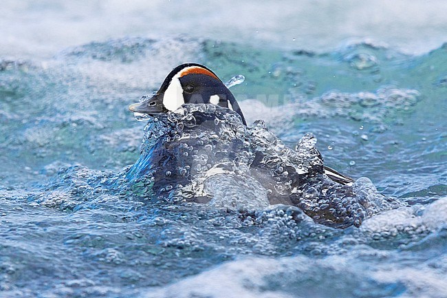 Harlequin Duck (Histrionicus histrionicus), adult male emerging from the water, Northeastern Region, Iceland stock-image by Agami/Saverio Gatto,